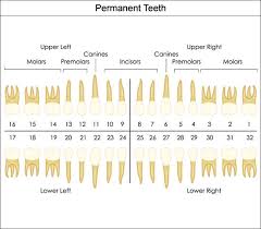 Dental Charts To Help You Understand The Tooth Numbering