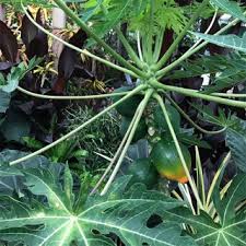Hawaii's papayas are gmo contaminated. What S In A Plant Name Papaya Plant Talk