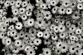 Resultado de imagen de flores en blanco y negro