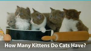And between cats and other species, such as dogs. How Many Kittens Can A Cat Have Per Litter And Over A Lifetime