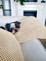 how to get dog smell out of a couch