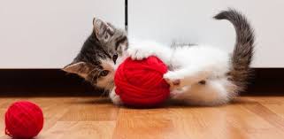 are wool toys safe for cats woollyfelt