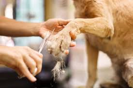 dog grooming sedative will it benefit