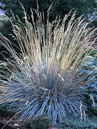 Blue oat grass' attractive grassy leaves remain steel blue in colour throughout the. Prettiest Ornamental Grasses To Plant In Your Landscape Better Homes Gardens