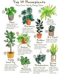 House Plants Plant Care