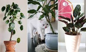 qué plantas son seguras para los gatos