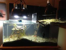 Unlocked ratio will be 2 equal sides. Turtle Aquarium Diy Turtle Habitat Turtle Tank Turtle Aquarium
