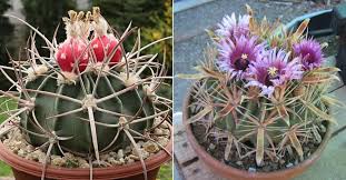 Like the other members of cacti family, even this species has. How To Grow And Care For Barrel Cacti World Of Succulents