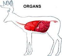 Whitetailed Deer Anatomy Organs Circulatory System