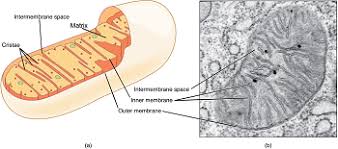 Mitochondria is the main organelle involved in the respiration. Where Does Cellular Respiration Take Place Quora