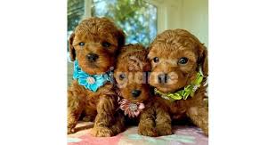 toy poodle puppies available at this