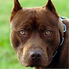 are pit bulls dangerous the truth