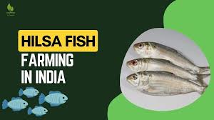 hilsa fish farming in india 2024