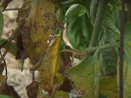 We did not find results for: Leaves Of Tomato Plant Turning Yellow Know The Top 6 Reasons And Solution Gardening Tips Plants Care Plants Details