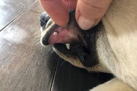 all about dog warts symptoms size