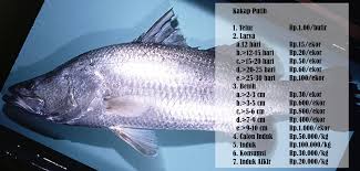 We did not find results for: Aquatec Keramba Jaring Apung Dermaga Apung Dan Perahu Hdpe