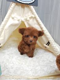 available puppies pudoru teddy poodle