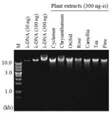 dna extraction and pcr of plants