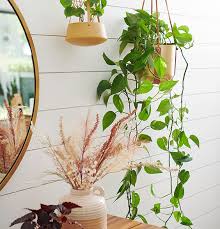 Indoor Plants Home Decor Ideas
