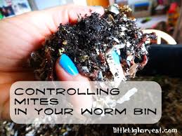 controlling mites in your worm bin