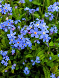 These easy care plants are great for. 17 Blue Perennials For Your Garden Garden Lovers Club