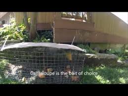 How to set a groundhog trap? Trapping Groundhog With Bait Best Groundhog Bait Youtube