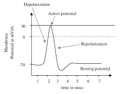 motor unit action potential showing