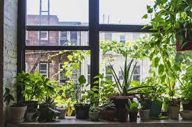 Windowsill Garden