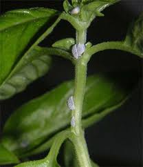 Mealy Bugs Basil Plant Plant Pests