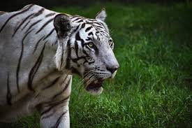photo of white tiger free stock photo