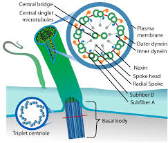 Feb 10, 2021 · centrosome definition. Centriole Definition Function Structure Of Plant Animal Cells