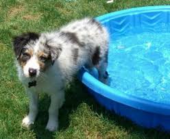 Maybe you would like to learn more about one of these? Best Australian Shepherd Breeders In California 2021 We Love Doodles