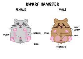 Hamster sex