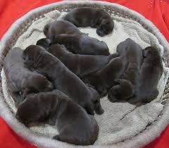How much do white lab puppies cost. Lucky Labs Puppies For Sale Labrador Puppies