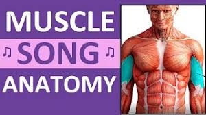 This online quiz is called label the muscles anatomy, human, muscles, body, health, label, labeling, health science, human body. Muscle Anatomy Quiz