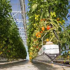 tomato growing in hydroponic systems