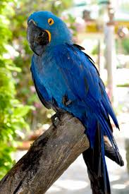 blue parrot free photo