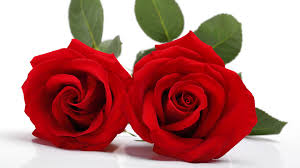 free photo two red roses affection