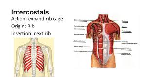 They are not a rigid cage, but instead act like venetian blinds, opening and closing  during each and every breath. Muscles Back Neck Abdomen Face Other Intercostals Action Expand Rib Cage Origin Rib Insertion Next Rib Ppt Download
