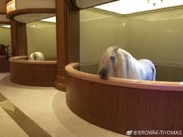 Your new horse barn is just begging to be customized with all the little extras that make your horse more comfortable and your job taking care of him easier! Marble Floors Gold Ceilings This Is China S Most Luxurious Horse Stable What S On Weibo