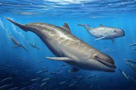 dolphin ancestors had super weird teeth