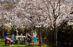 cherry blossoms at the dallas arboretum