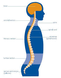 The central nervous system (cns) is the largest part of the nervous system.it is made up of the brain and the spinal cord. Diagram Of The Central Nervous System Central Nervous System Nervous System Nervous