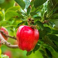 Red Delicious Apple Tree Appred01g