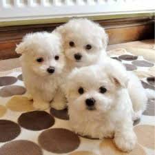 gorgeous teacup maltese puppies 1 male