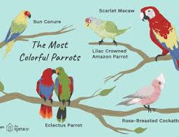 Types Of Macaw Hybrids And Crosses