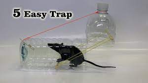 5 easy mouse rat trap you