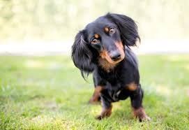 15 Best Dog Foods For Dachshunds Our 2019 In Depth Feeding