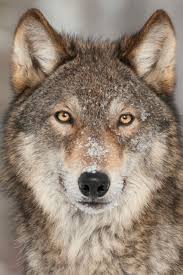 Wolf Vs Dog Are Wolves And Dogs Similar And Can They Breed