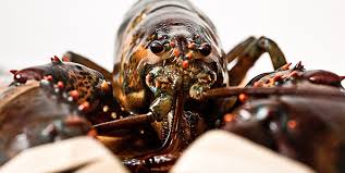 The Differences To Know Between Maine Canadian Lobsters